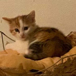 Clementine