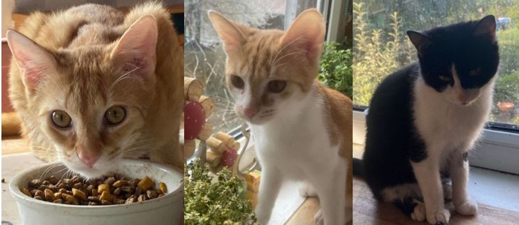 Kobold, Kasperle und Nelly