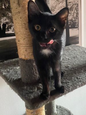 Ronja