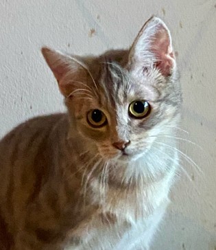 Suzette